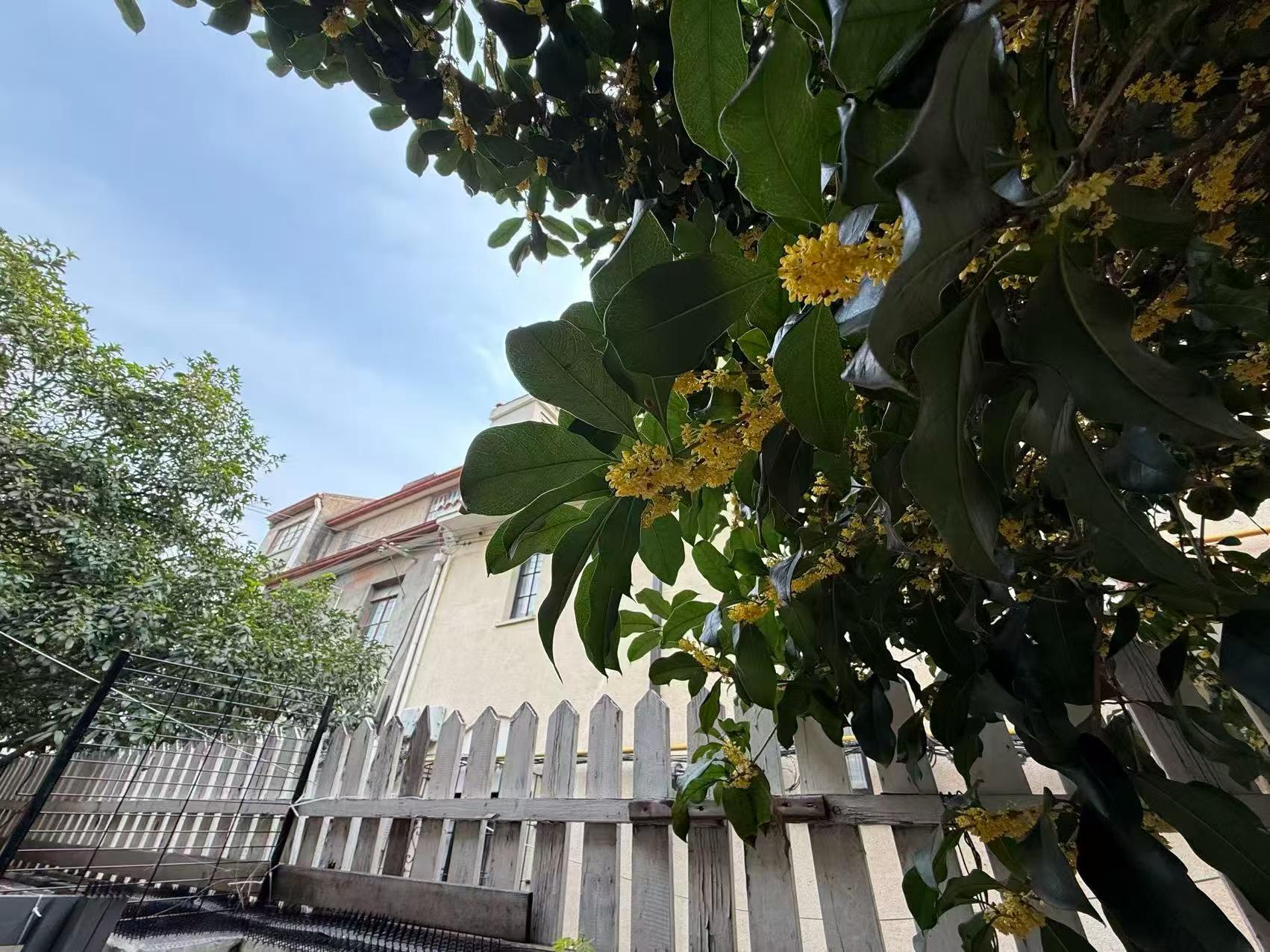 徐汇区 吴兴路261弄 1BR Shanghai Rental | ExpatHome
